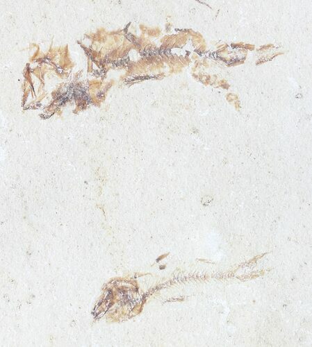 Bargain, Cretaceous Fossil Fish - Lebanon #53941